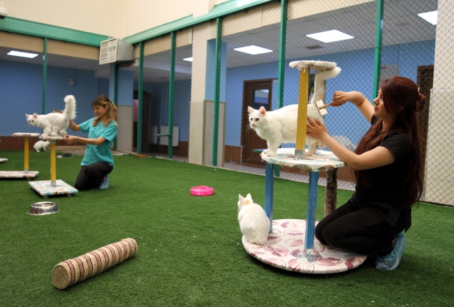 Van kedilerine özel bakım yapılıyor