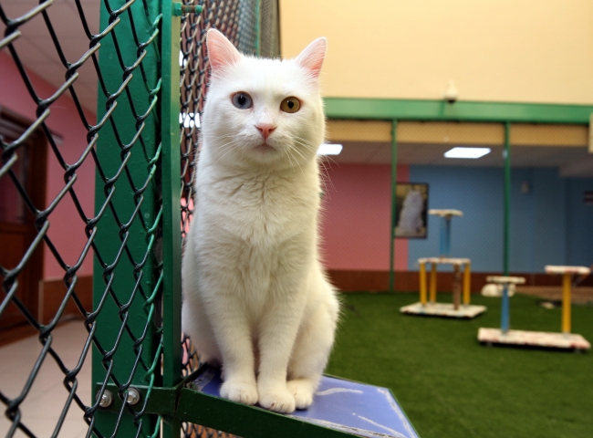 Van kedilerine özel bakım yapılıyor