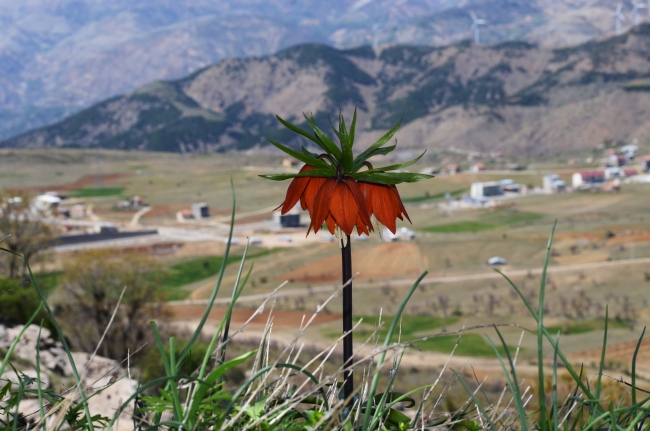 "Ağlayan gelin"ler bu sene erken açtı