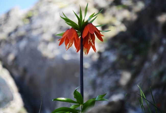 "Ağlayan gelin"ler bu sene erken açtı