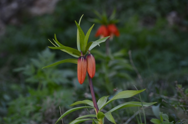 "Ağlayan gelin"ler bu sene erken açtı