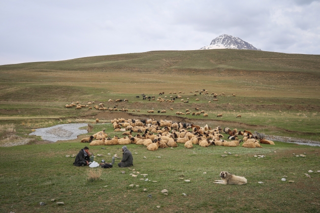 Yayla yasağının kalkmasıyla hayvancılık eski günlerine dönecek