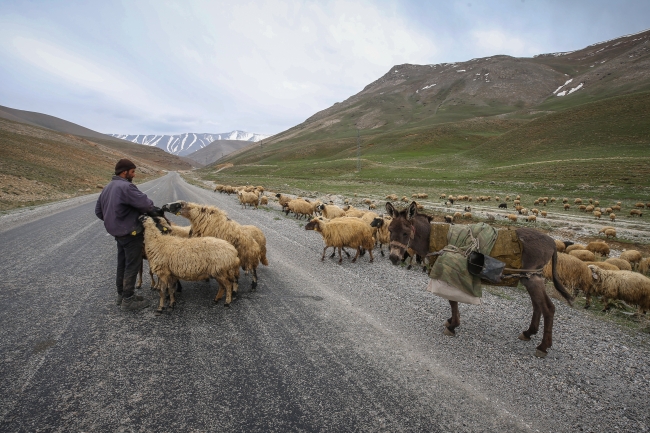 Yayla yasağının kalkmasıyla hayvancılık eski günlerine dönecek