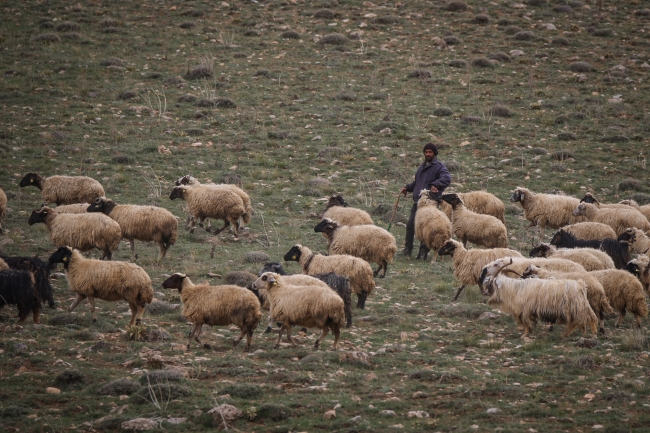 Yayla yasağının kalkmasıyla hayvancılık eski günlerine dönecek