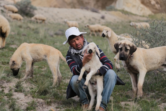 Afganistanlı Ali Tahghan, Kapadokya'da çobanlık yapıyor