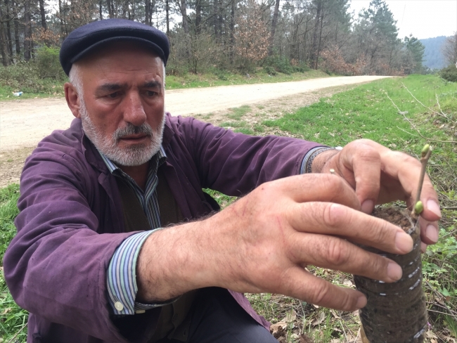 20 yıldır ağaçlara yaşam veriyor