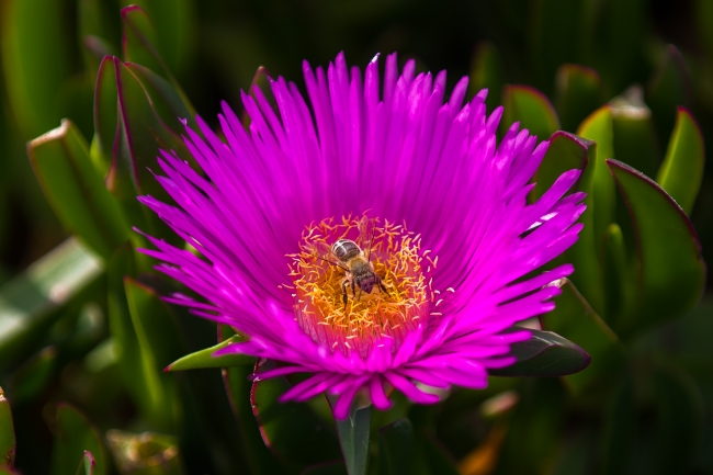 "Akdeniz'in incisi"ni bahar güzelliği sardı