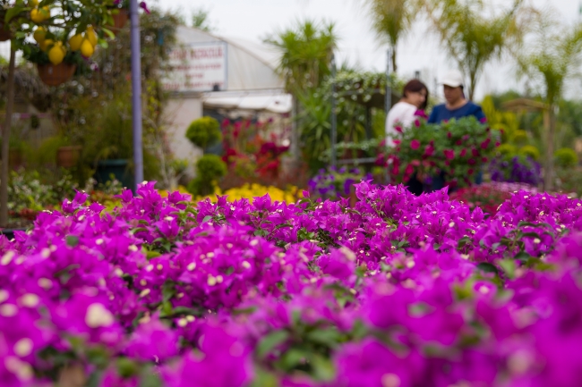 "Akdeniz'in incisi"ni bahar güzelliği sardı