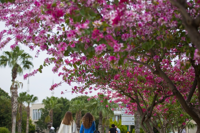 "Akdeniz'in incisi"ni bahar güzelliği sardı