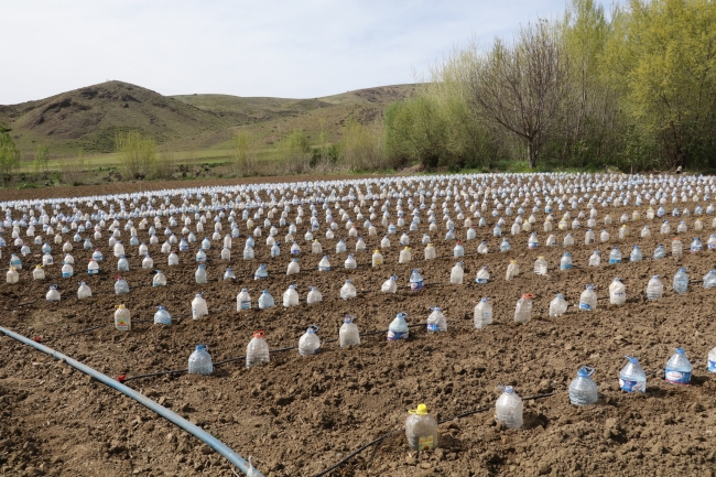 Sebze fidelerini pet şişelerle koruyor