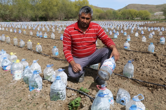 Sebze fidelerini pet şişelerle koruyor