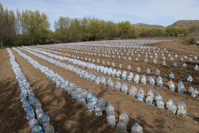 Sebze fidelerini pet şişelerle koruyor