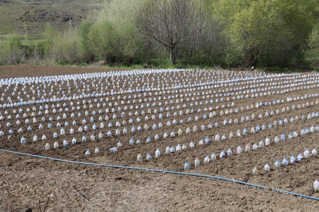 Sebze fidelerini pet şişelerle koruyor