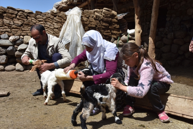 Anneleri kaçırılan kuzular biberonla besleniyor