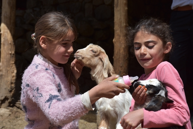 Anneleri kaçırılan kuzular biberonla besleniyor