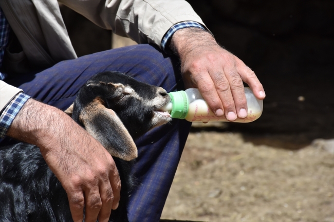 Anneleri kaçırılan kuzular biberonla besleniyor