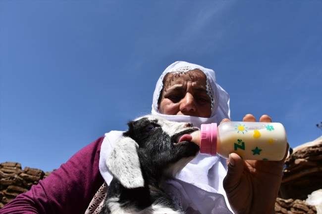 Anneleri kaçırılan kuzular biberonla besleniyor