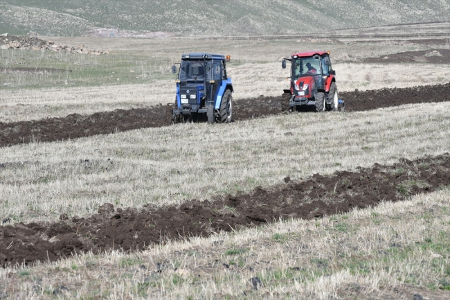 Asırlık kırmızı buğday yeniden topraklarda