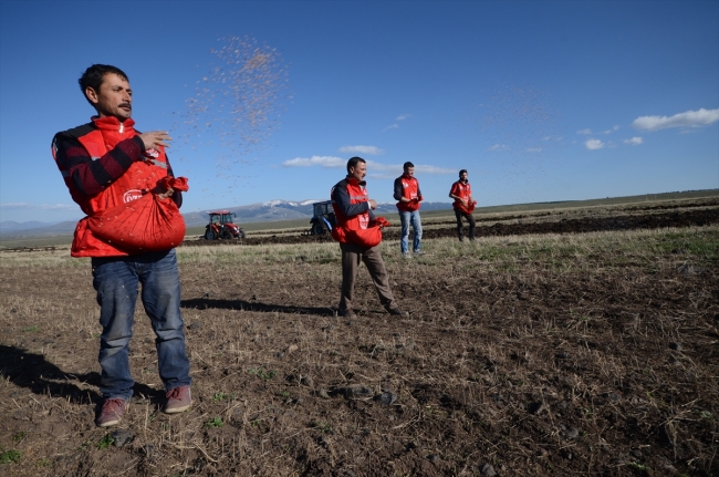 Asırlık kırmızı buğday yeniden topraklarda