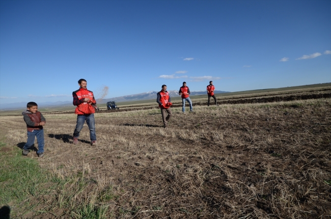 Asırlık kırmızı buğday yeniden topraklarda