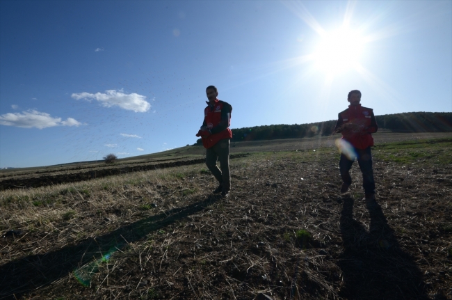 Asırlık kırmızı buğday yeniden topraklarda
