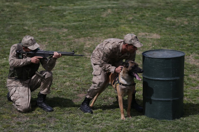 Terörle mücadelenin mayın ve EYP köpeklerine özel eğitim