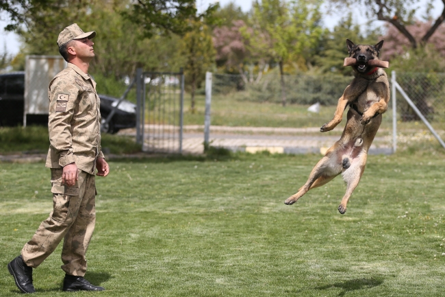 Terörle mücadelenin mayın ve EYP köpeklerine özel eğitim