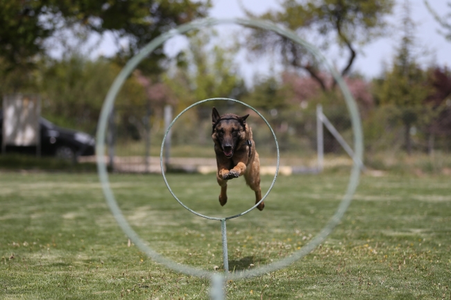 Terörle mücadelenin mayın ve EYP köpeklerine özel eğitim
