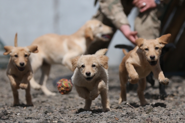 Terörle mücadelenin mayın ve EYP köpeklerine özel eğitim