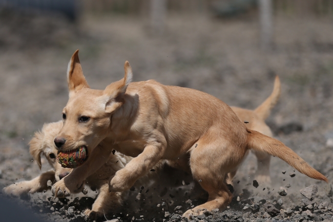 Terörle mücadelenin mayın ve EYP köpeklerine özel eğitim