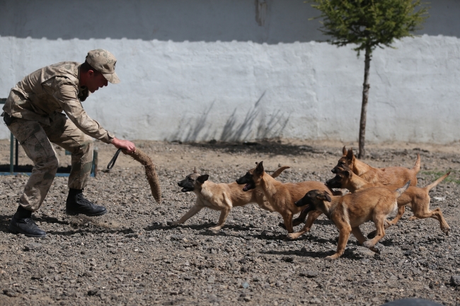 Terörle mücadelenin mayın ve EYP köpeklerine özel eğitim