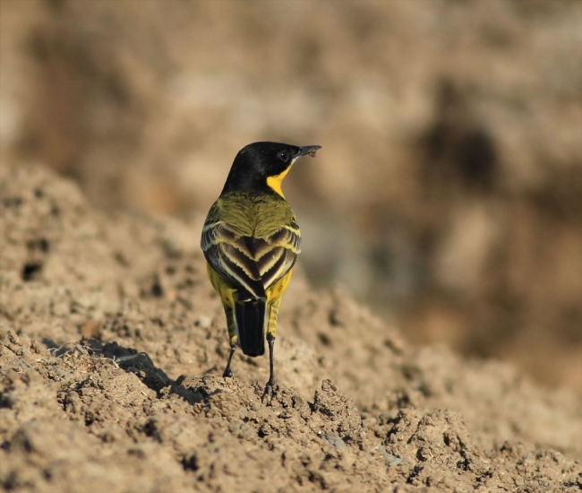 Kızılırmak Deltası kuşlarla şenlendi