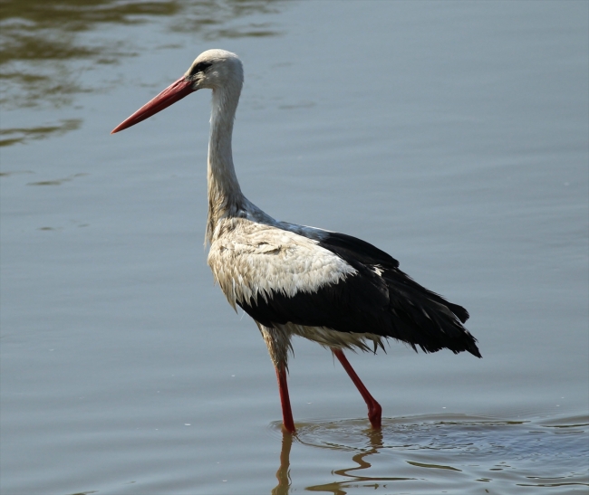 Kızılırmak Deltası kuşlarla şenlendi