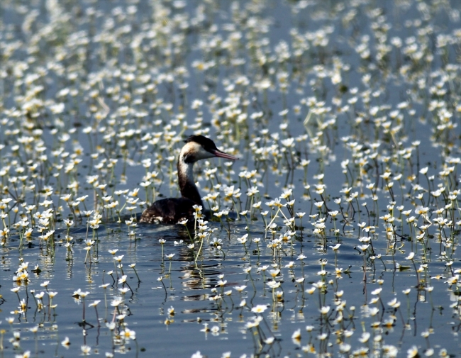 Kızılırmak Deltası kuşlarla şenlendi