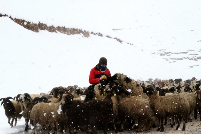 Van'da yağan kar besicilere engel oldu