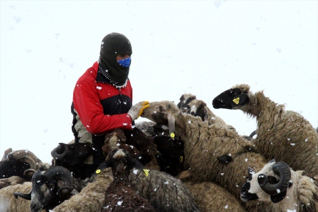 Van'da yağan kar besicilere engel oldu