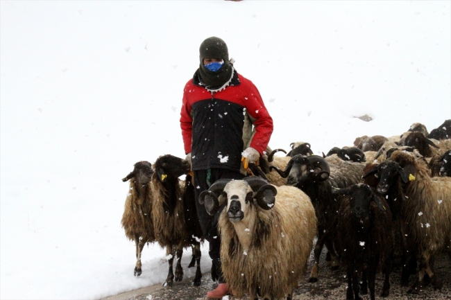 Van'da yağan kar besicilere engel oldu
