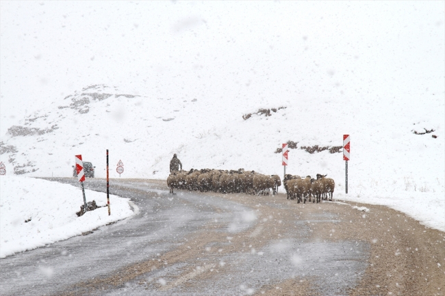 Van'da yağan kar besicilere engel oldu