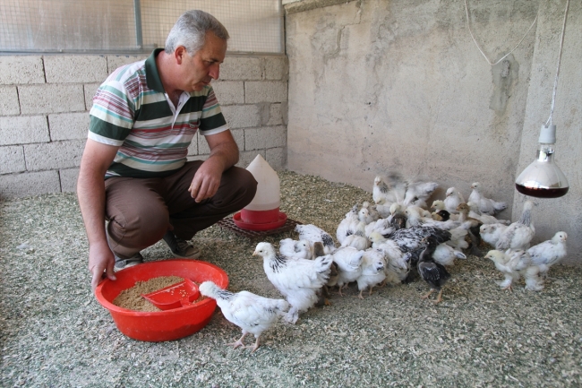 Şerafettin Tezcan'ın tutkusu: Süs tavukları