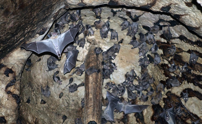 Bakanlık mağaraları mercek altına aldı