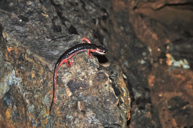 Bakanlık mağaraları mercek altına aldı