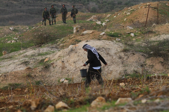 Filistinli çiftçi İsrail mermilerine aldırmadan arazisini ekiyor
