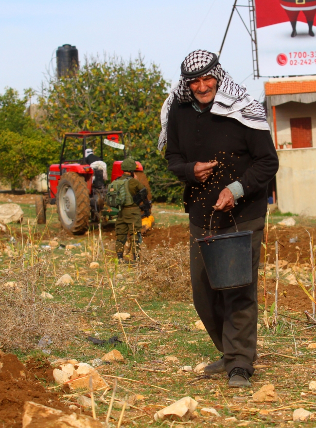 Filistinli çiftçi İsrail mermilerine aldırmadan arazisini ekiyor