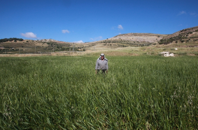 Filistinli çiftçi İsrail mermilerine aldırmadan arazisini ekiyor