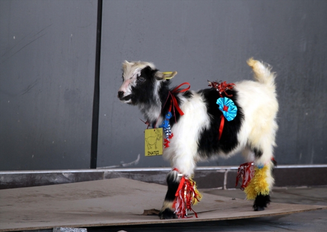 En güzel kuzu, oğlak ve buzağılar jüri karşısına çıktı