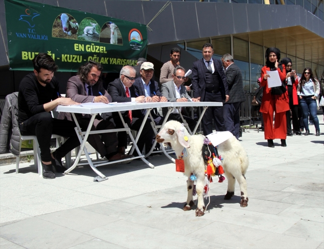 En güzel kuzu, oğlak ve buzağılar jüri karşısına çıktı