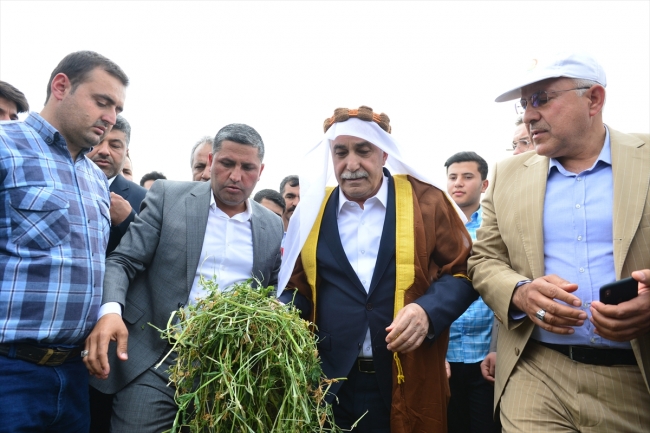 Bakan Fakıbaba aba giydi, hasat yaptı