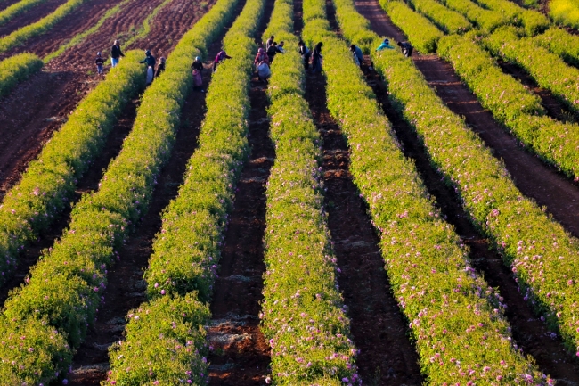 Isparta'da gül hasadı, havaların ısınmasıyla bu yıl erken başladı