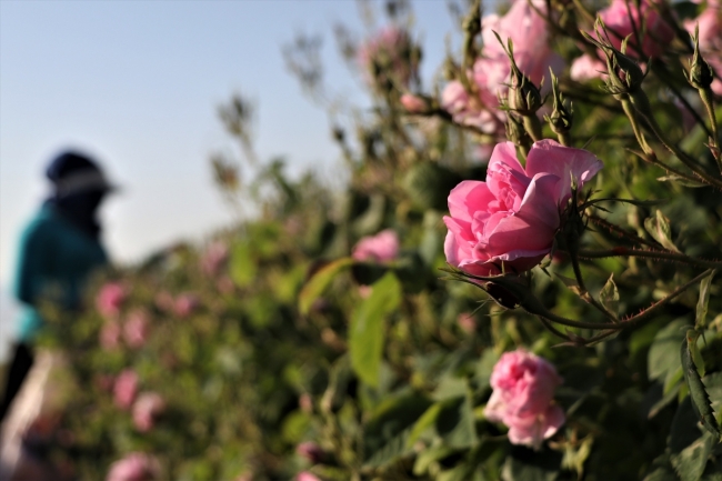Isparta'da gül hasadı, havaların ısınmasıyla bu yıl erken başladı