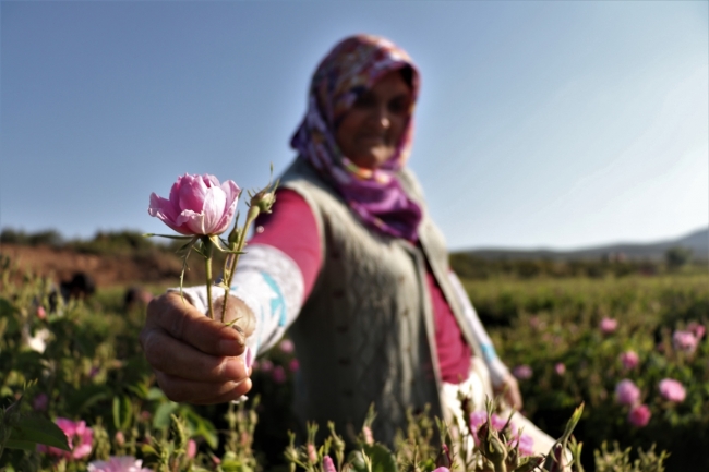 Isparta'da gül hasadı, havaların ısınmasıyla bu yıl erken başladı